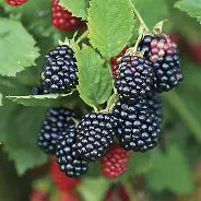 Berry, Blackberry 'Thornless Chester'