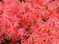 Acer palmatum 'Oregon Sunset' (Dwarf)