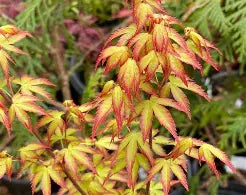 Acer palmatum 'Murasaki kiyohime' (DWARF) (Prop. Stock) (CG)