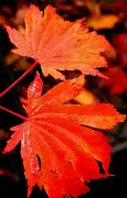 Acer japonicum 'Emmett's Pumpkin' (CG)