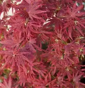 Acer palmatum 'Shaina' (DWARF) (CG)