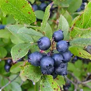 Berry, Blueberry 'Burgundy' (Lowbush/Mid)