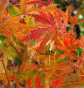 Acer palmatum 'Orange Flame' (CG)