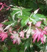 Acer palmatum 'Orido nishiki' (CG)