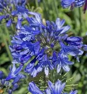 Agapanthus hybrid Ever Sapphire™ (‘Andbin’) PP26336 (blue)