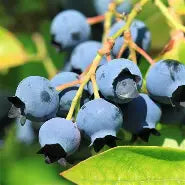 Berry, Blueberry 'Blueray' (N.Hyb./Mid)