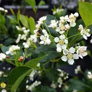 Aronia mel. IROQUOIS BEAUTY™