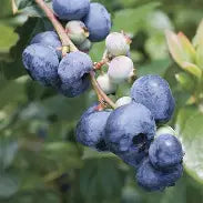 Berry, Blueberry 'Bluegold' (N.Hyb./Mid)