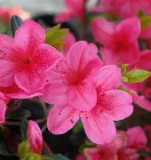Azalea 'Glamour' (pink)
