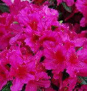 Azalea 'Girard's Purple' (purple)