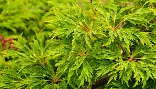Acer japonicum 'Green Cascade', 1X