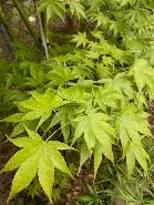 Acer palmatum 'Peridot Flame' (CG)