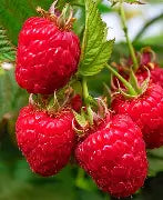 Berry, Raspberry 'Lewis'