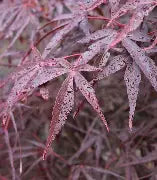 Acer palmatum 'Aekan Ie's' (CG)