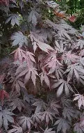 Acer Japonicum 'Yasemin' (CG)