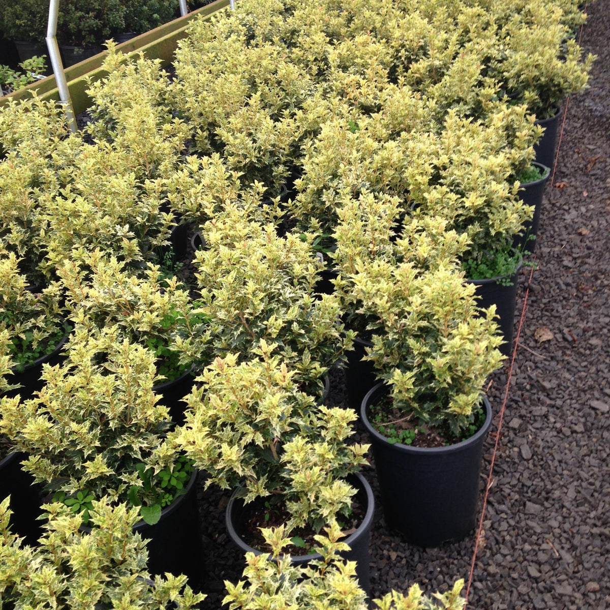 Osmanthus het. 'Goshiki'