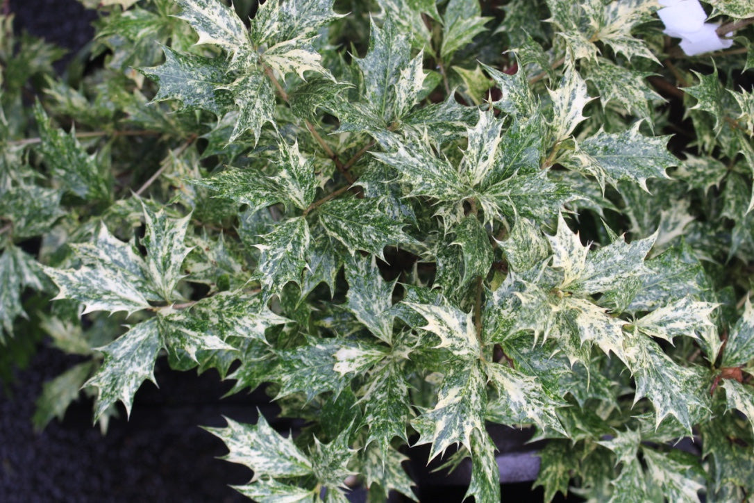 Osmanthus het. 'Goshiki'