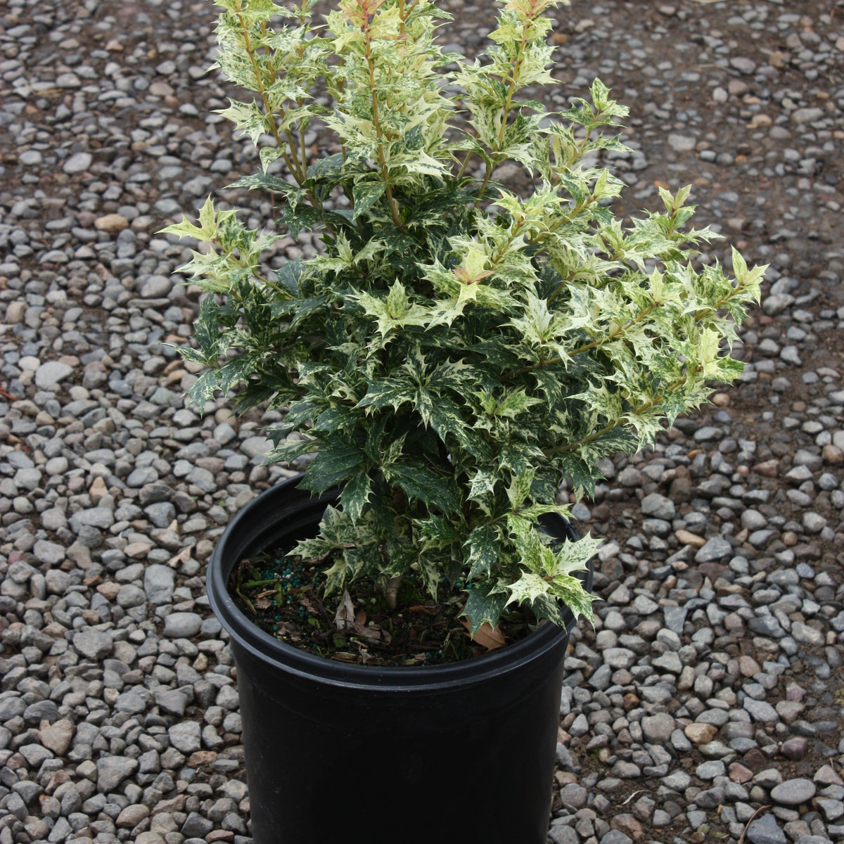 Osmanthus het. 'Goshiki'