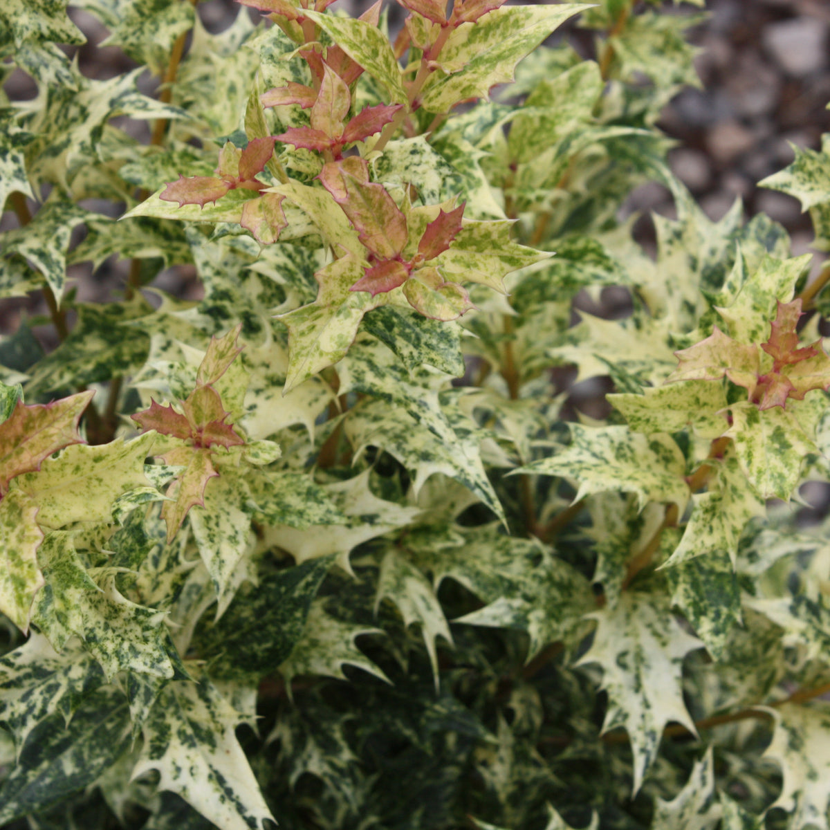 Osmanthus het. 'Goshiki'