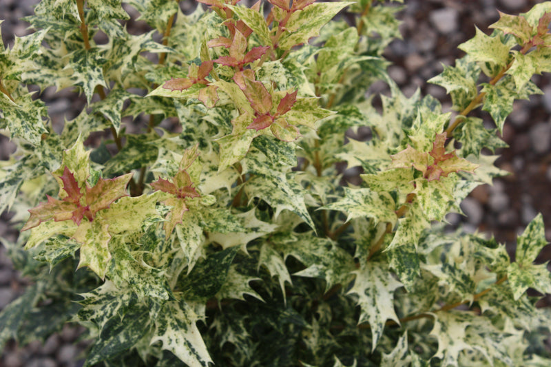 Osmanthus het. 'Goshiki'