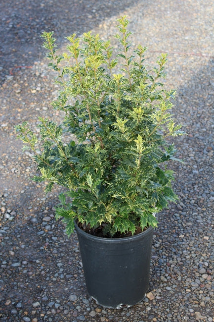 Osmanthus het. 'Goshiki'