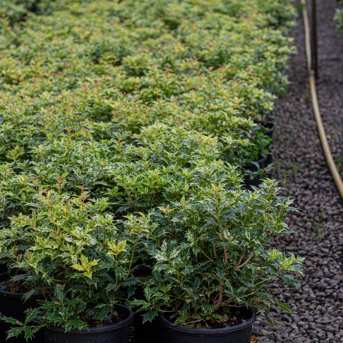 Osmanthus het. 'Goshiki'
