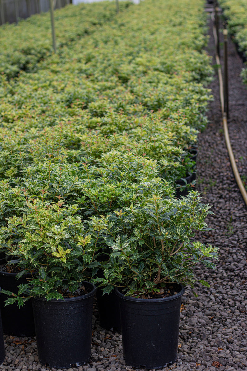 Osmanthus het. 'Goshiki'