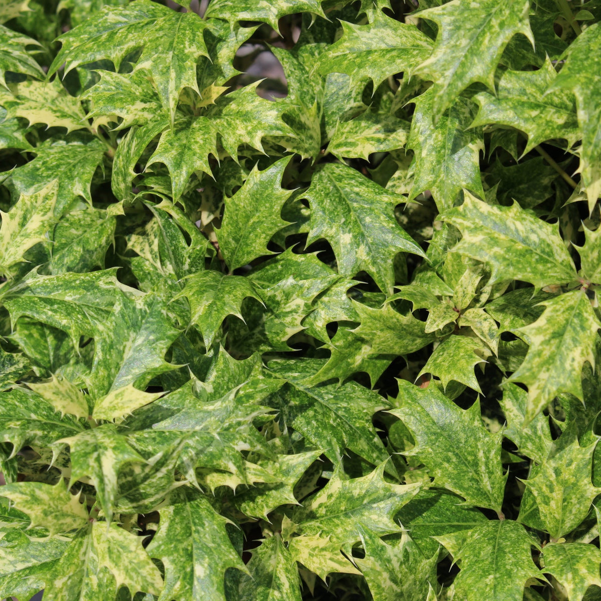 Osmanthus het. 'Goshiki'