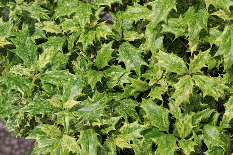 Osmanthus het. 'Goshiki'