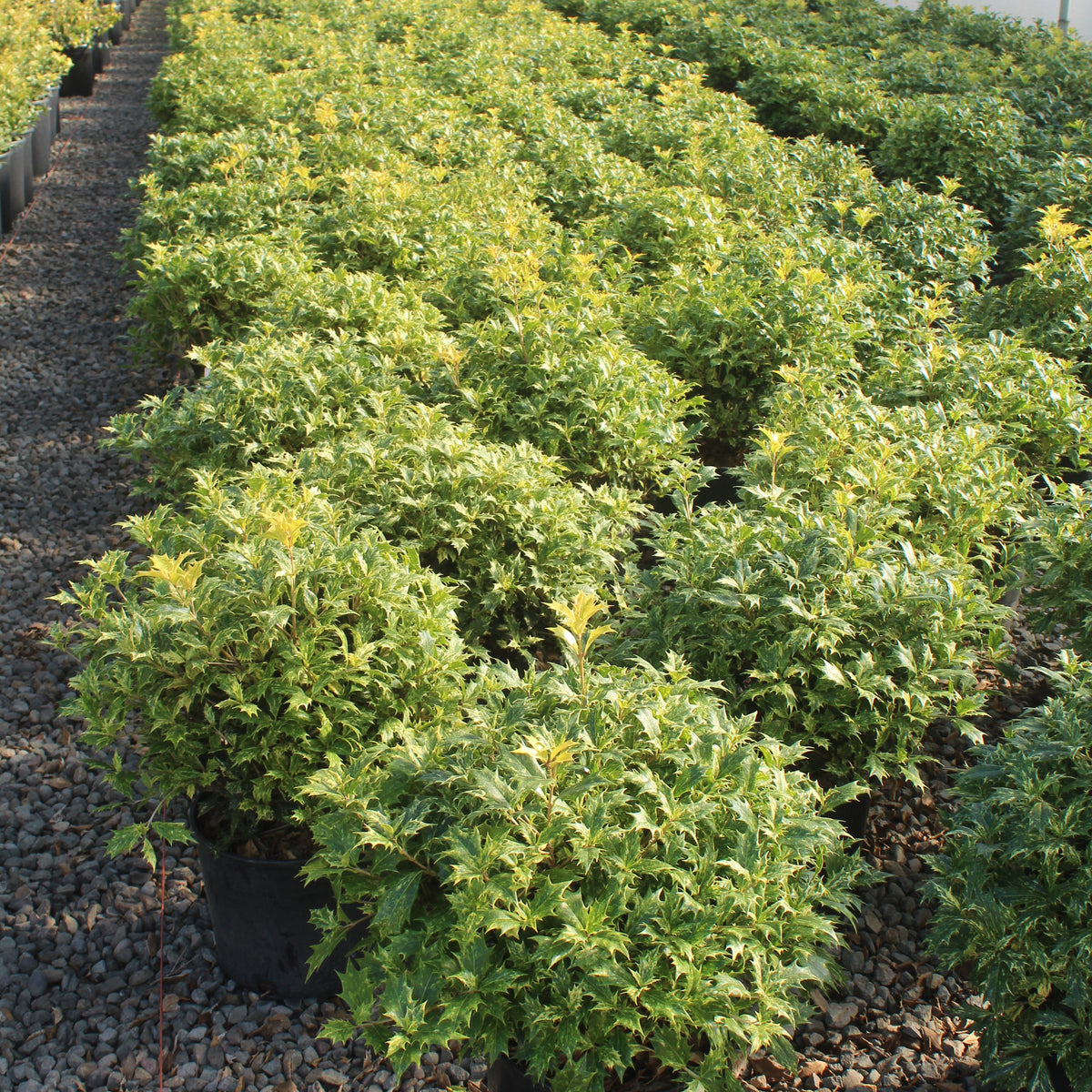 Osmanthus het. 'Goshiki'