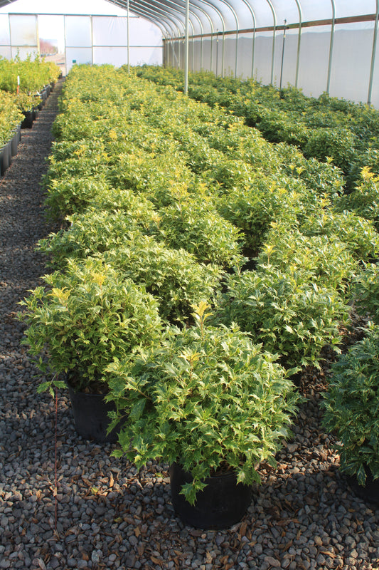 Osmanthus het. 'Goshiki'