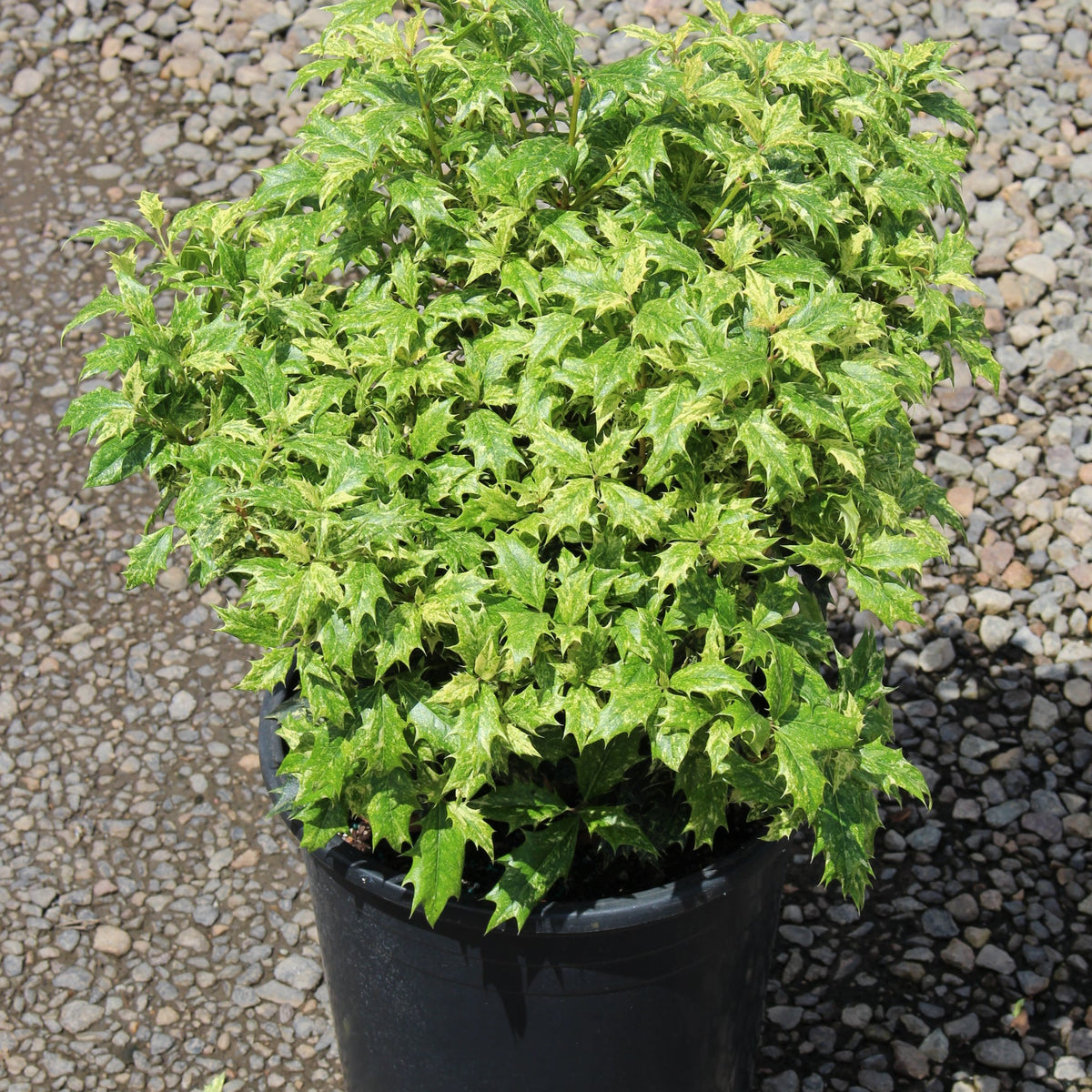 Osmanthus het. 'Goshiki'