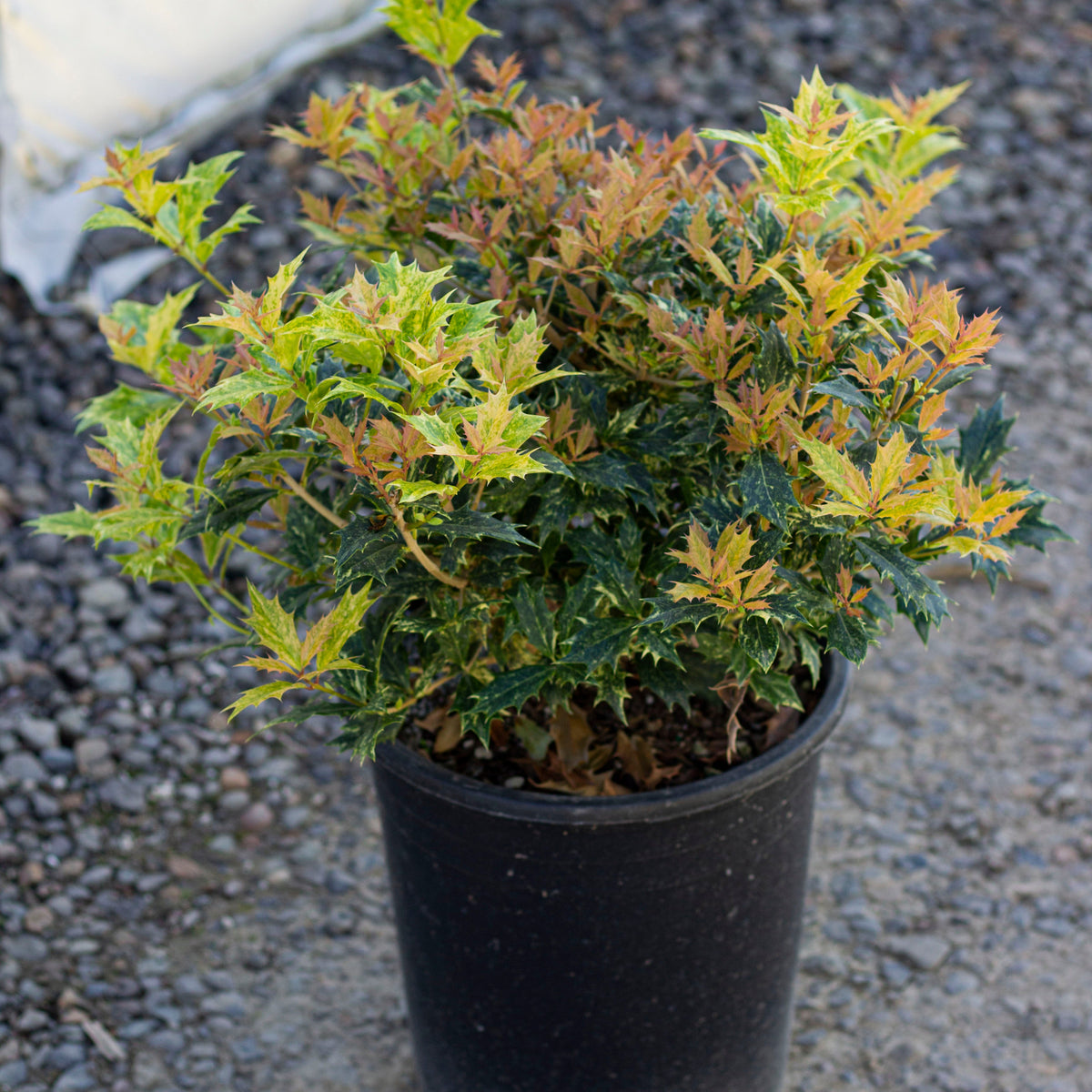 Osmanthus het. 'Goshiki'