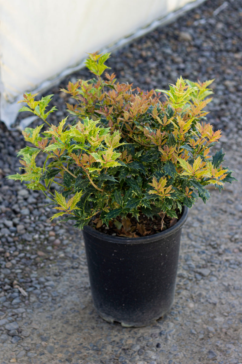Osmanthus het. 'Goshiki'