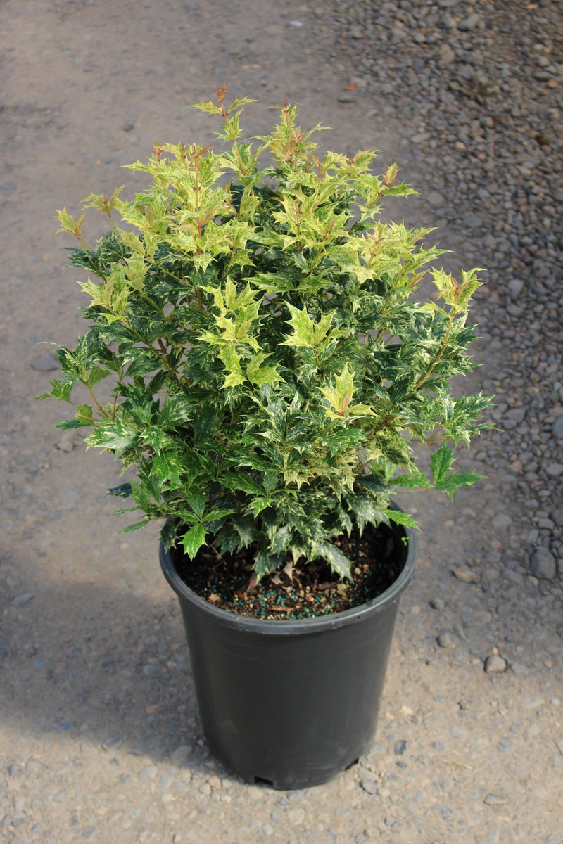 Osmanthus het. 'Goshiki'