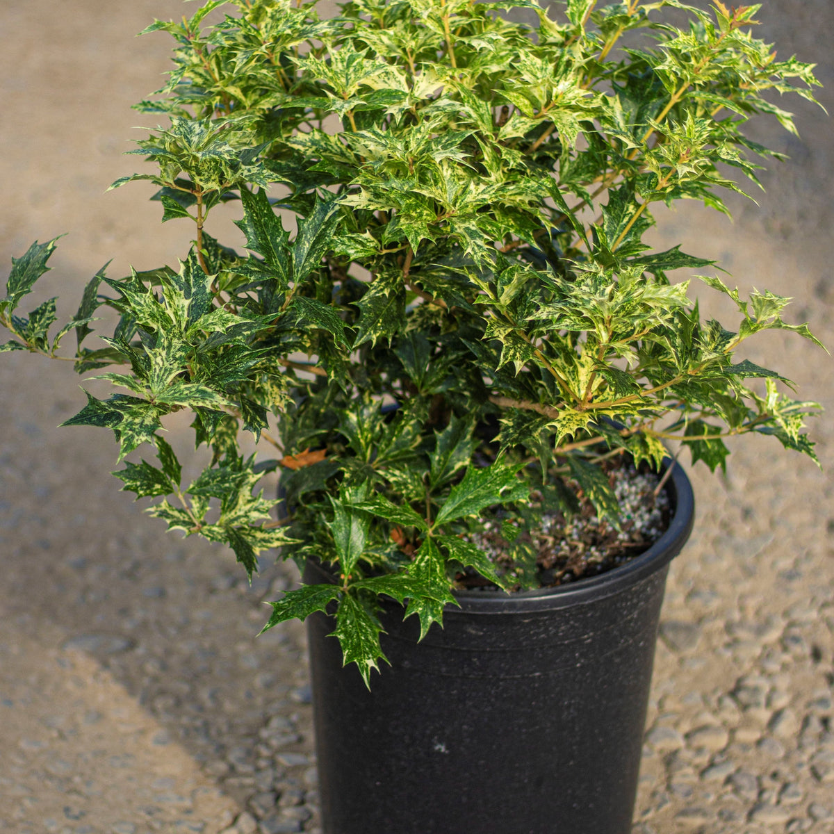 Osmanthus het. 'Goshiki'