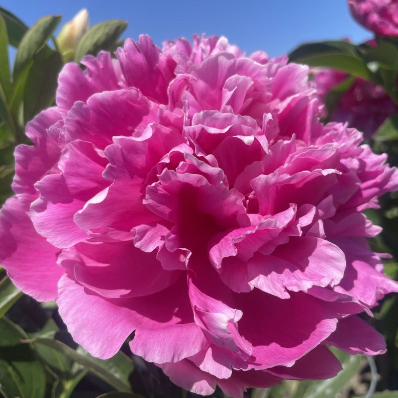 Paeonia lact.'Jacorma' (double pink) – Loen's garden center