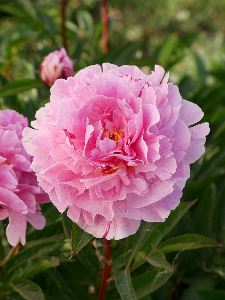 Paeonia lact. 'Pietertje Vriend Wagenaar' (pink)