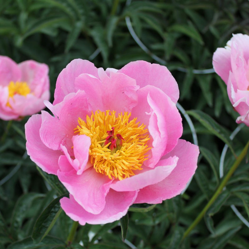 Paeonia x 'Sea Shell' (pink)