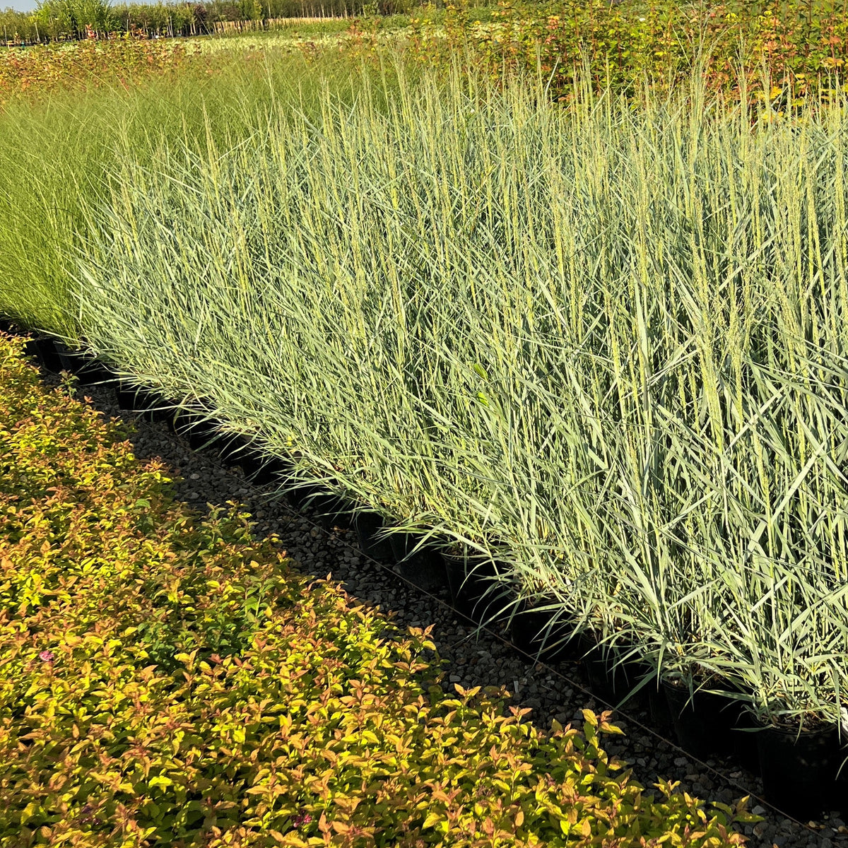 Grass, Panicum v. 'Prairie Sky'