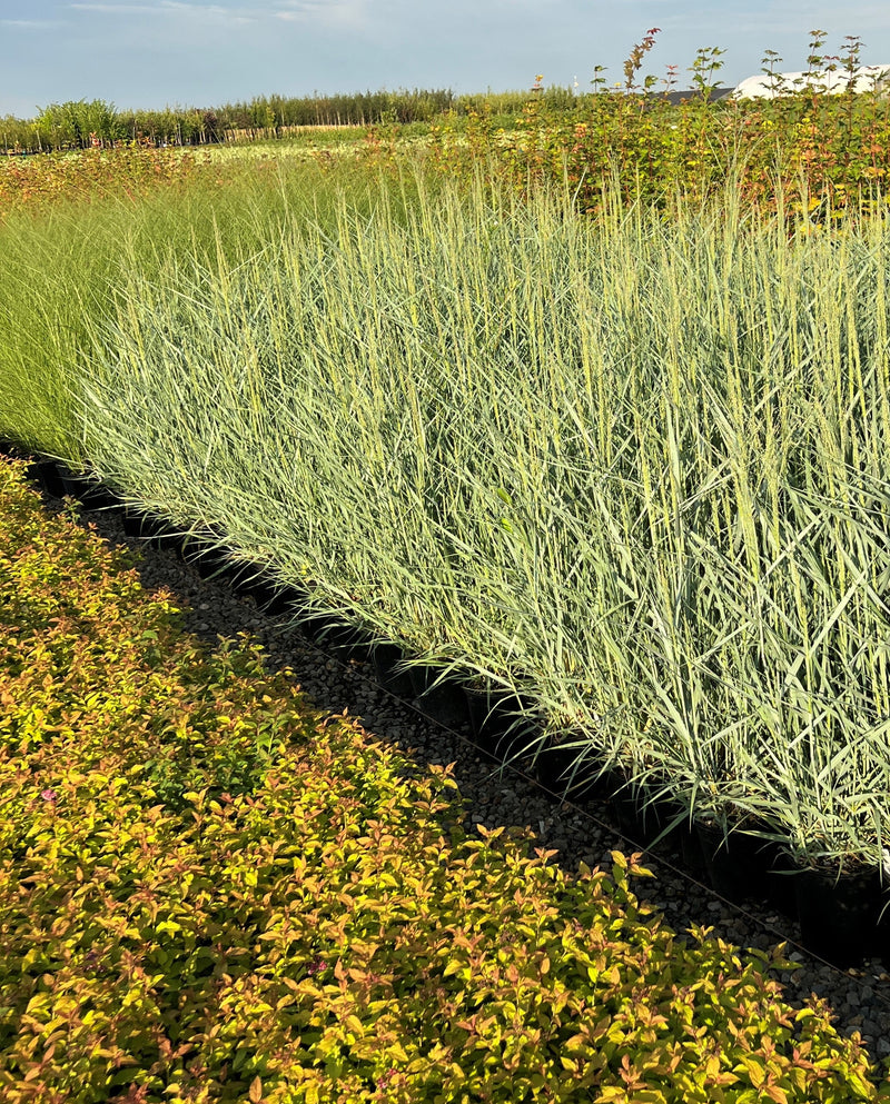 Grass, Panicum v. 'Prairie Sky'
