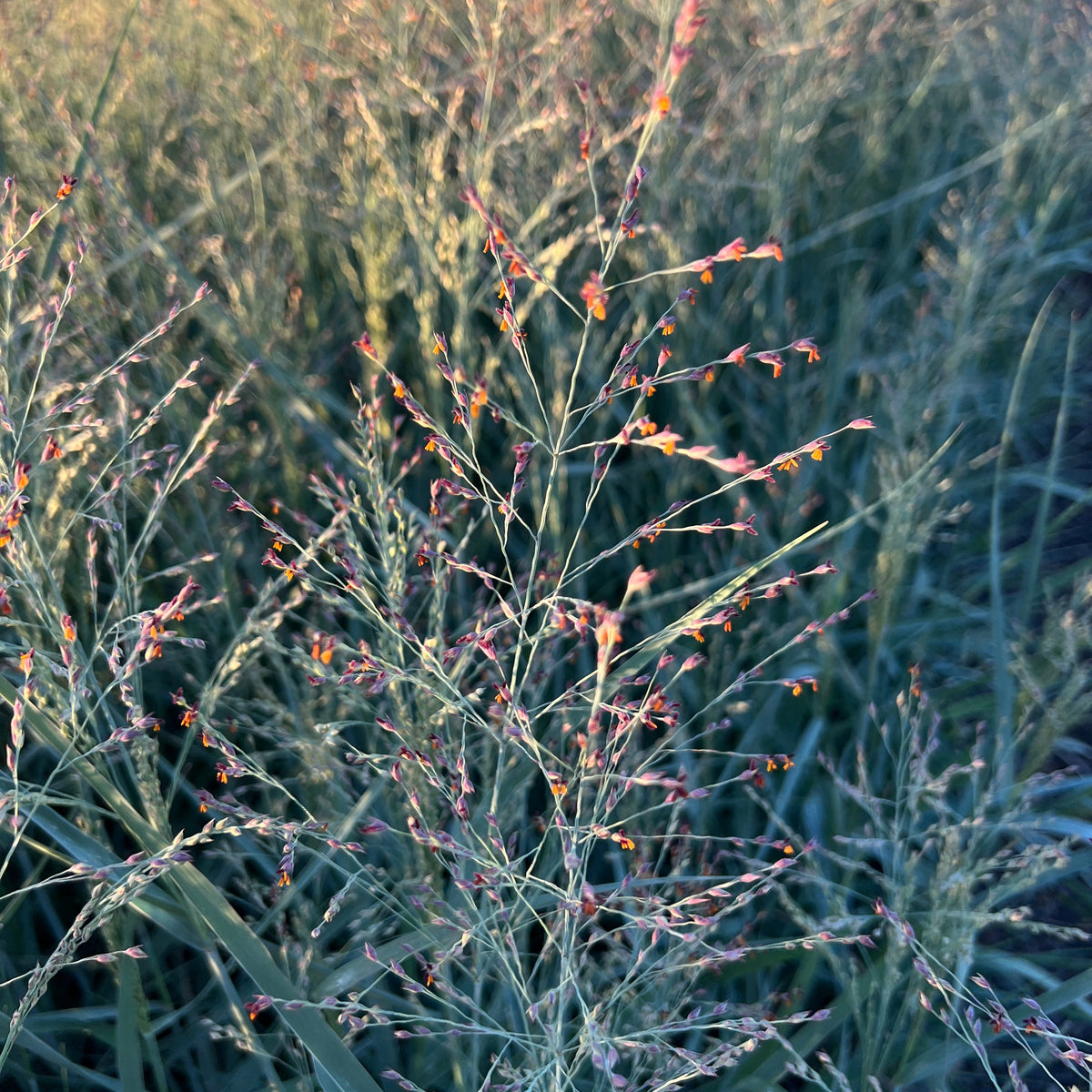 Grass, Panicum v. 'Prairie Sky'