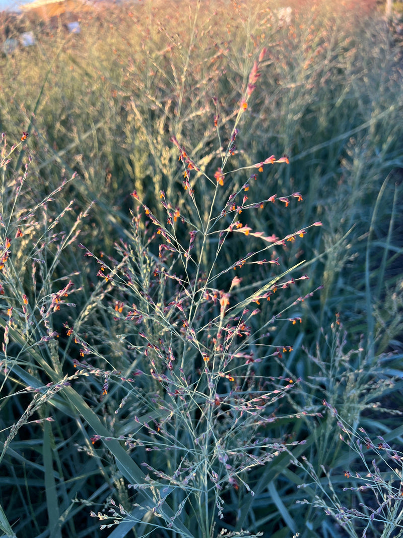 Grass, Panicum v. 'Prairie Sky'