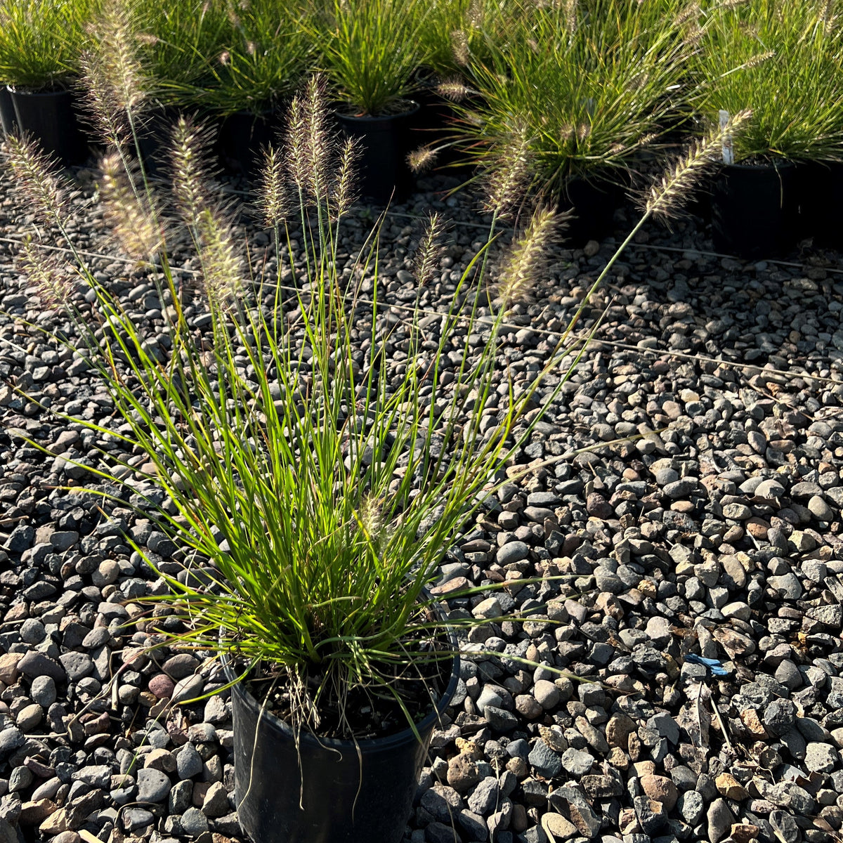 Grass, Pennisetum a. 'Little Bunny'