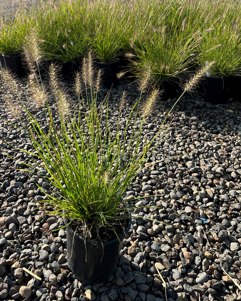Grass, Pennisetum a. 'Little Bunny'