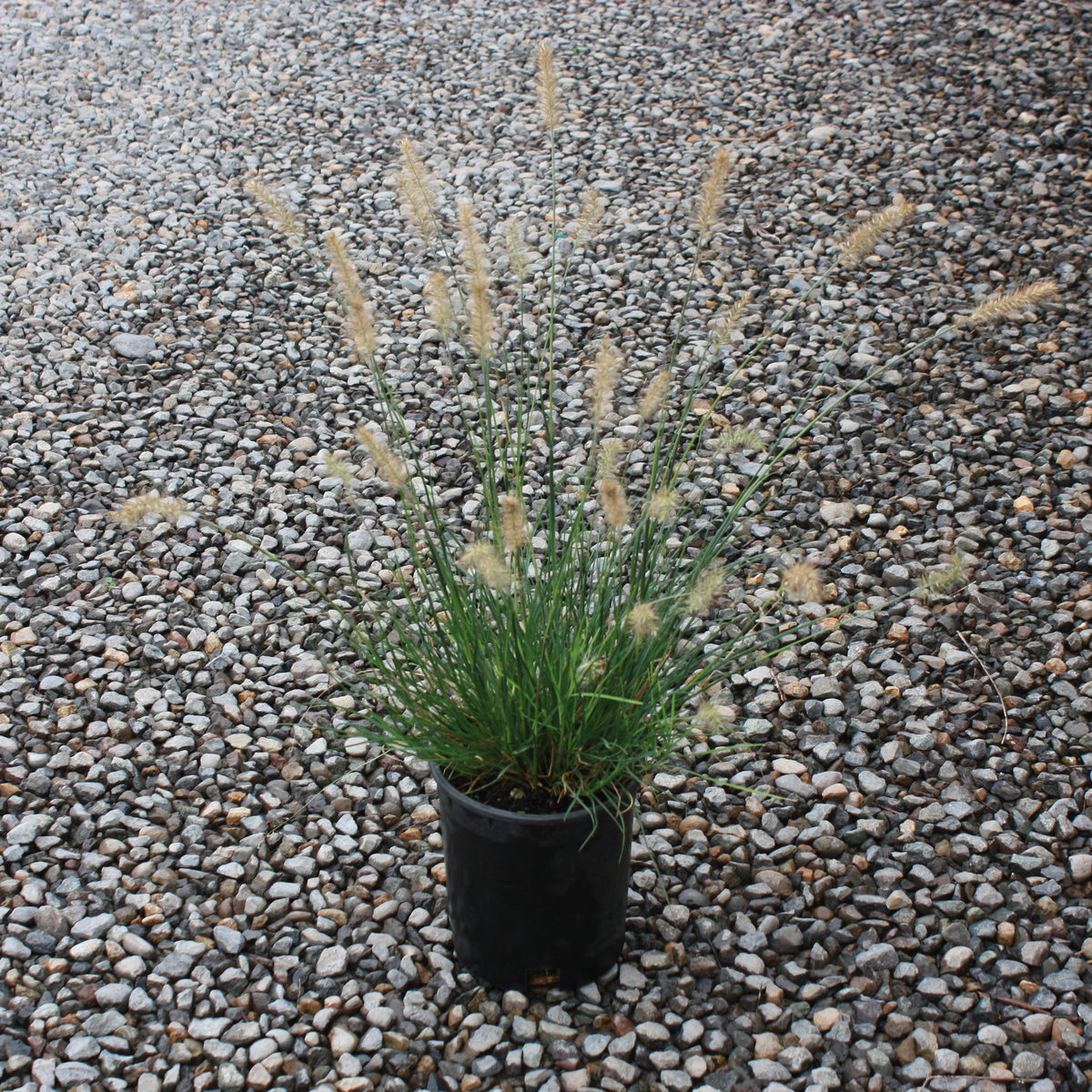 Grass, Pennisetum a. 'Little Bunny'