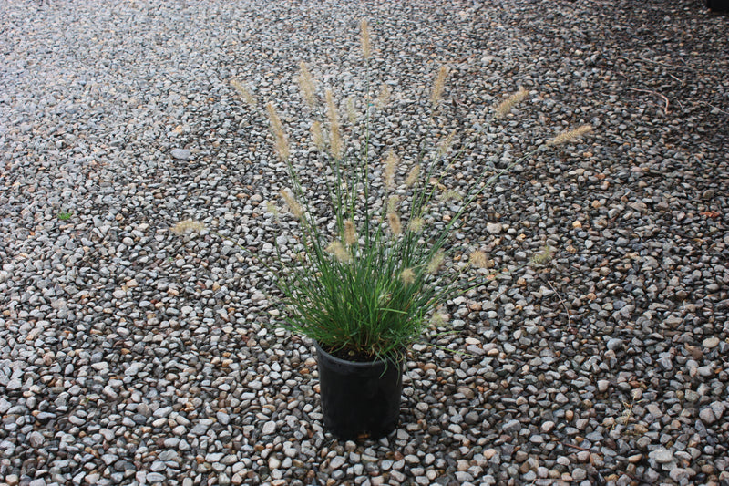 Grass, Pennisetum a. 'Little Bunny'
