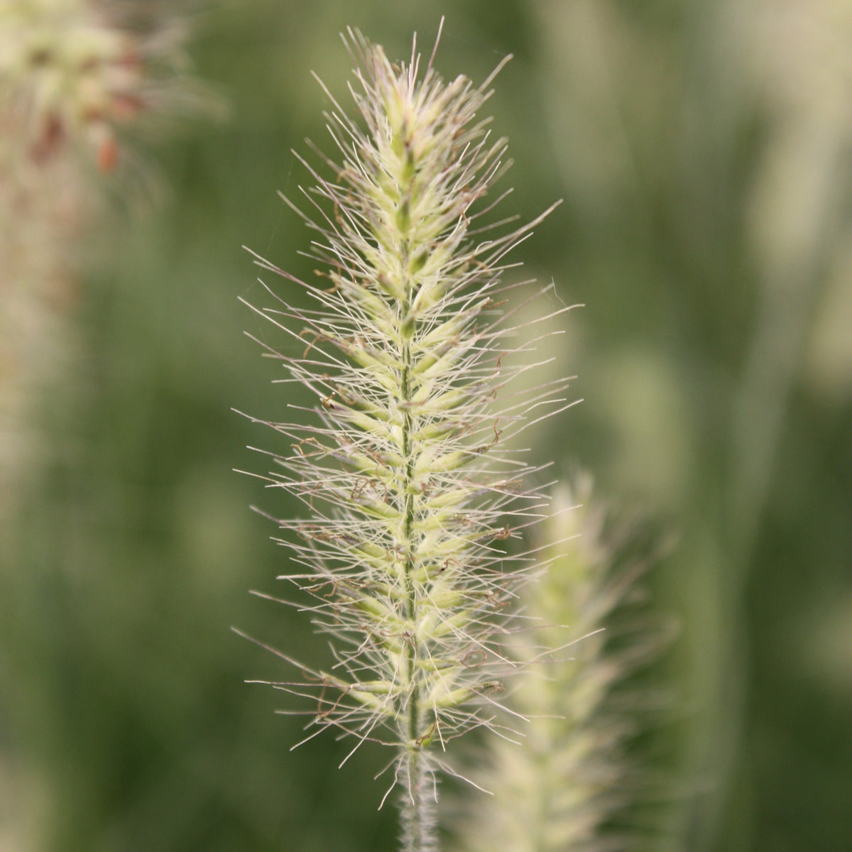 Grass, Pennisetum a. 'Little Bunny'