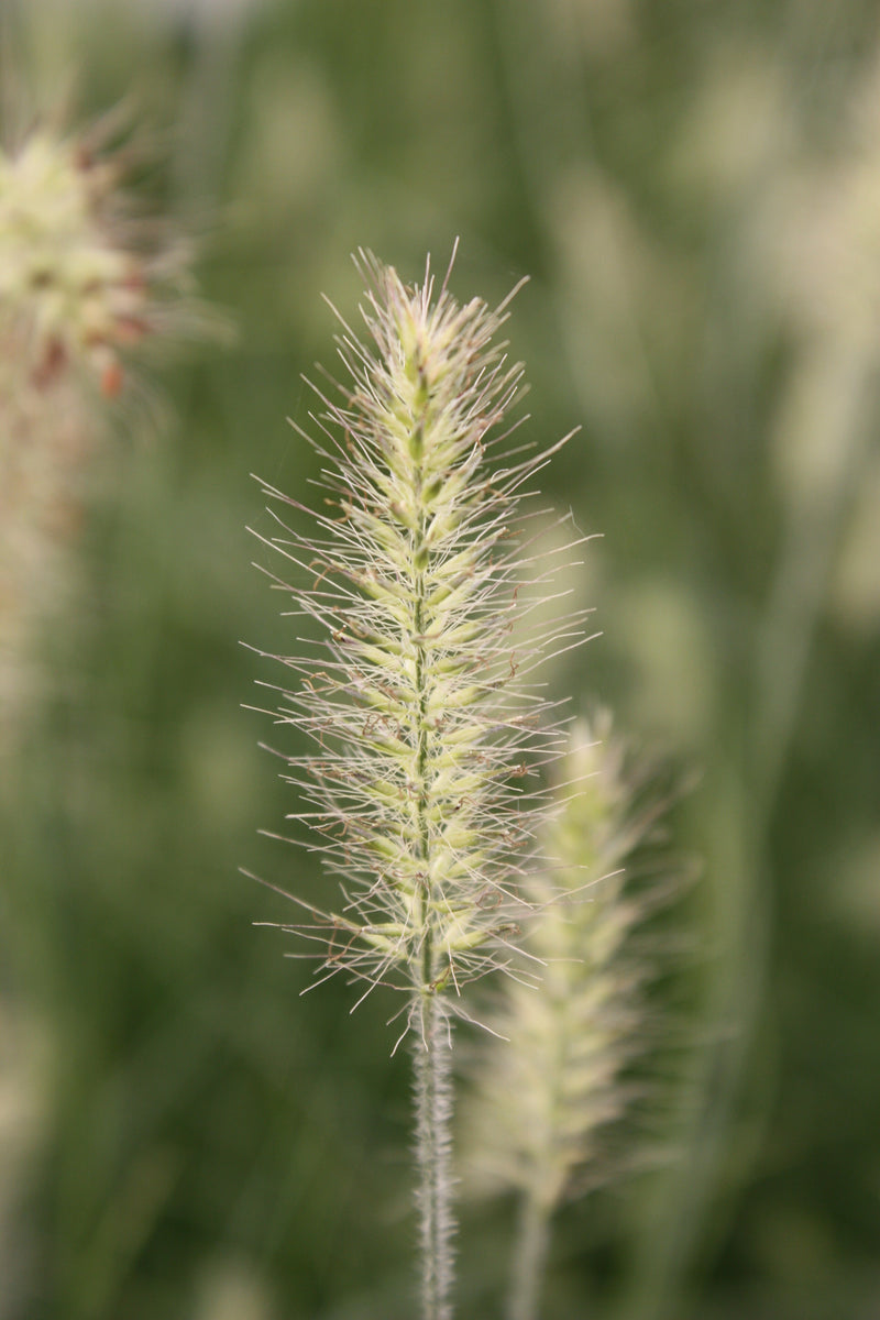 Grass, Pennisetum a. 'Little Bunny'