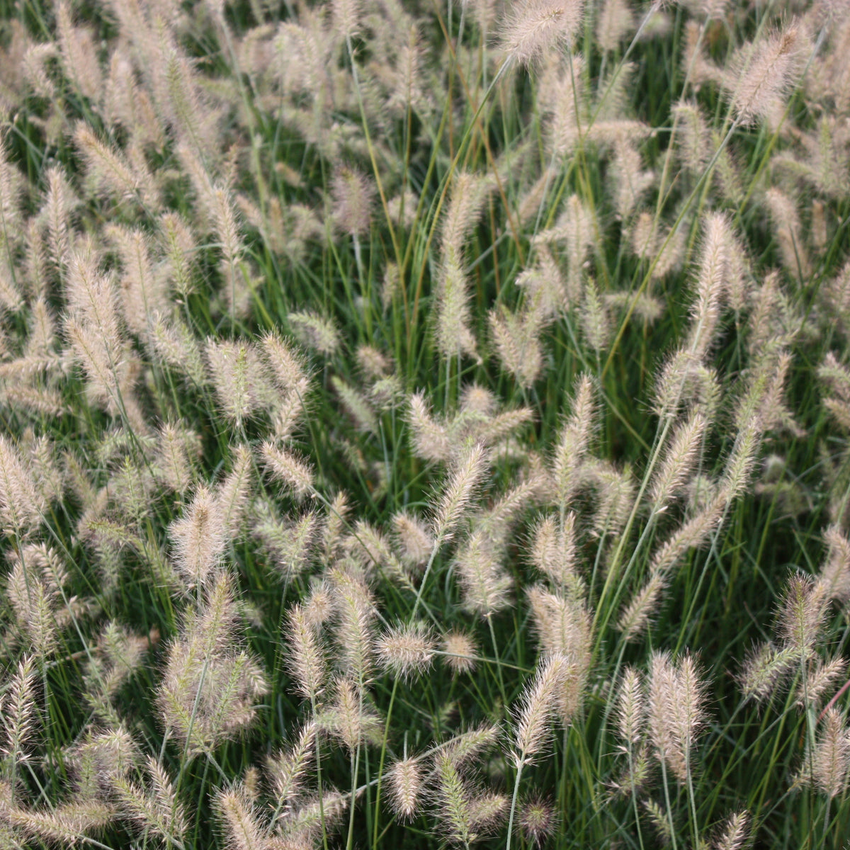 Grass, Pennisetum a. 'Little Bunny'